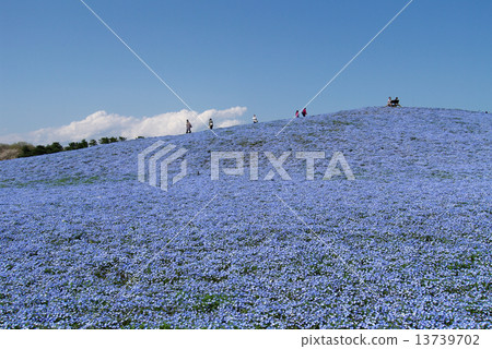 Nemofila盛開的山 13739702