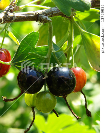blackcurrant 13739953