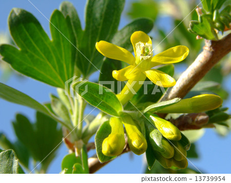 blackcurrant flower 13739954