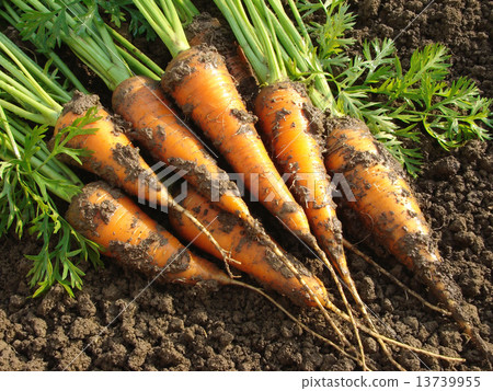 carrots 13739955