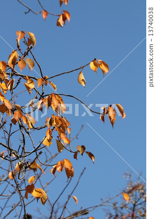 Oshimazakura秋葉 13740038