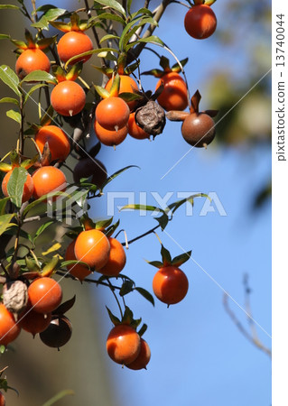 戰記Tokiwaki 13740044