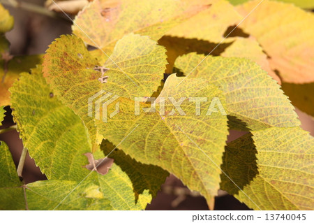 百合bodys黃色葉子 13740045