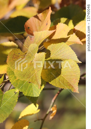 Yellow leaves of lily bodys 13740046