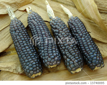 mini blue corn 13740095