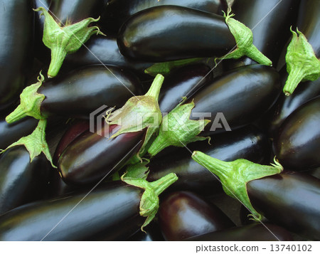 eggplants harvest eggplants harvest 13740102