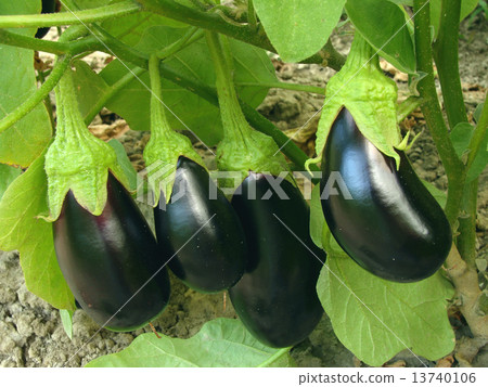 eggplant 13740106