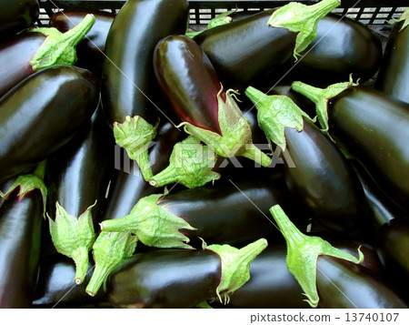 eggplants harvest 13740107