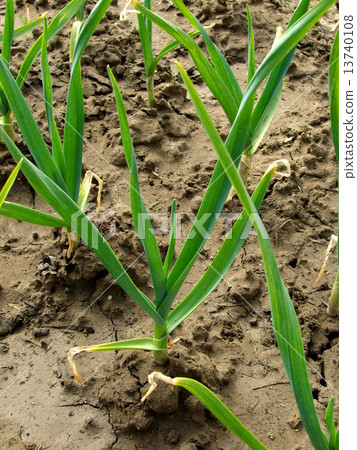 green garlic green garlic 13740108