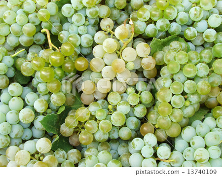 grapes background grapes background 13740109