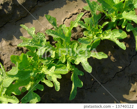 organic lettuce 13740122