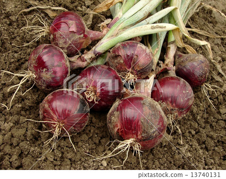 red onions red onions 13740131