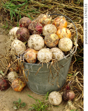 harvested onions harvested onions 13740133