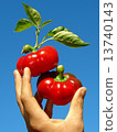 red peppers in hand 13740143