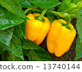 orange peppers 13740144