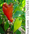 pepper plant 13740145