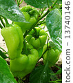 pepper plant after watering 13740146
