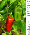 pepper plant 13740147