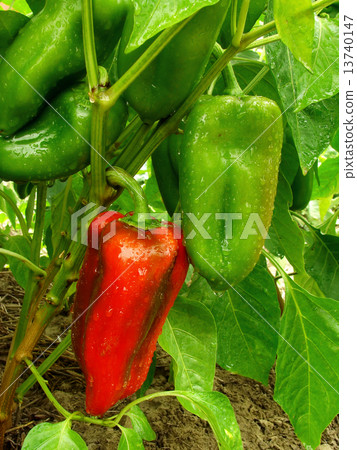 pepper plant pepper plant 13740147