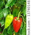 pepper plant after watering 13740148