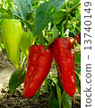 peppers 13740149