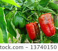 pepper plant 13740150
