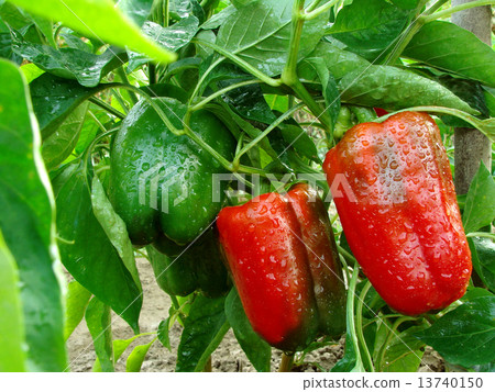 pepper plant 13740150