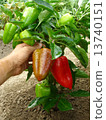 fruitful pepper plant 13740151