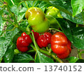sweet pepper plant 13740152