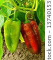 red and green peppers 13740153