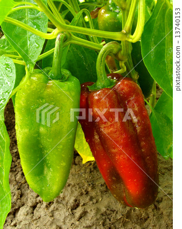 red and green peppers red and green peppers 13740153