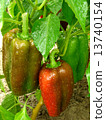sweet pepper 13740154