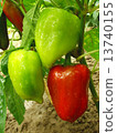 pepper plant 13740155