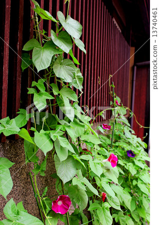 Morning glory and Japanese houses 13740461