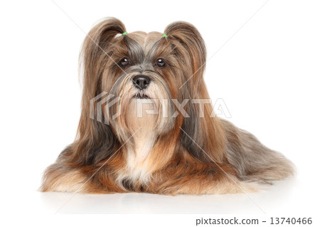 Lhasa apso portrait Lhasa apso portrait 13740466