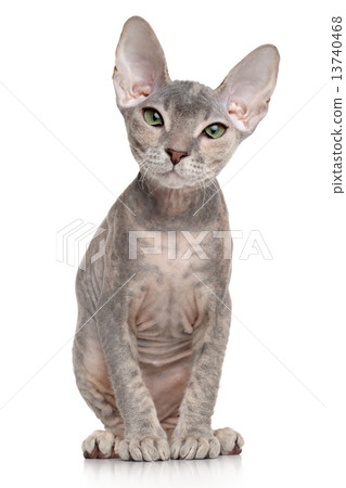 Don sphynx kitten on white background Don sphynx kitten on white background 13740468