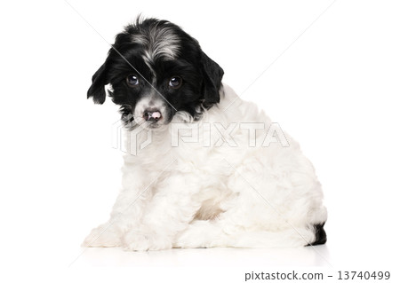 Chinese crested puppy 13740499