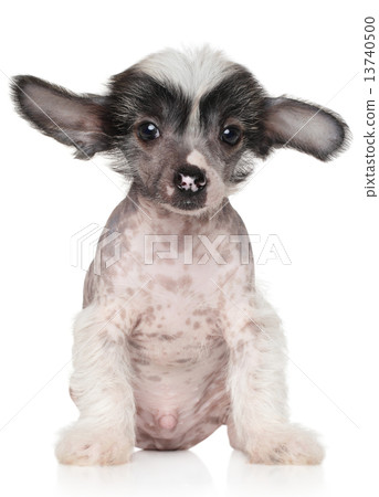 Chinese crested puppy Chinese crested puppy 13740500
