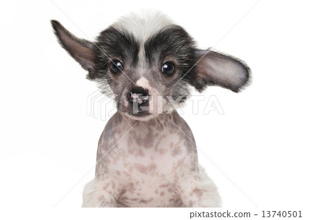 Chinese crested puppy 13740501