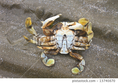 crab on a background of sand 13740870