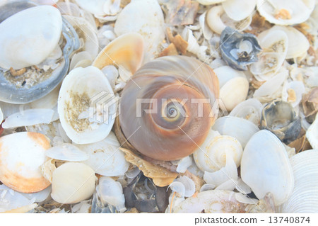 variety of sea shells variety of sea shells 13740874