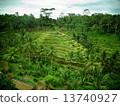 Rice terrace 13740927
