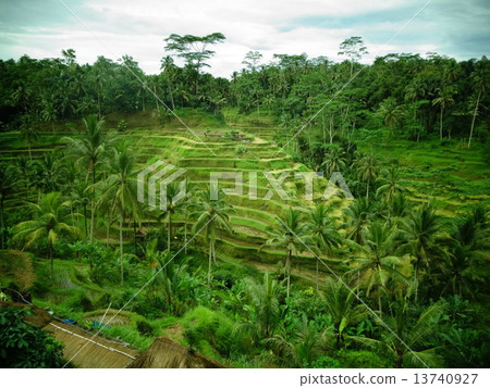 Rice terrace Rice terrace 13740927