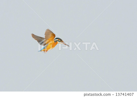 Kingfisher 13741407