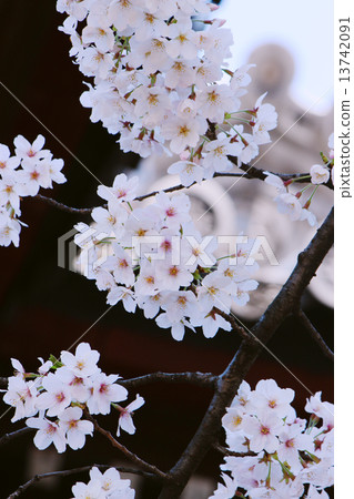 Cherry Blossoms Cherry Blossoms 13742091