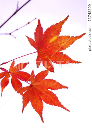 Maple Maple 13742209