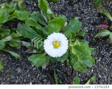 雛菊 13742283