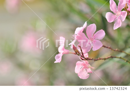 Beautiful cymbidium 13742324