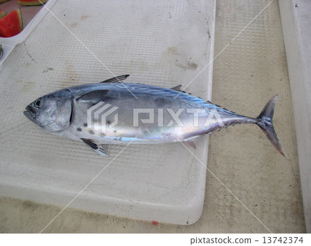 新鮮的蘇打鰹魚 13742374