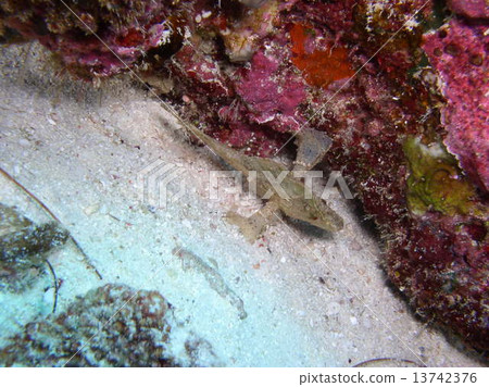 Hadaka Haokoze 13742376